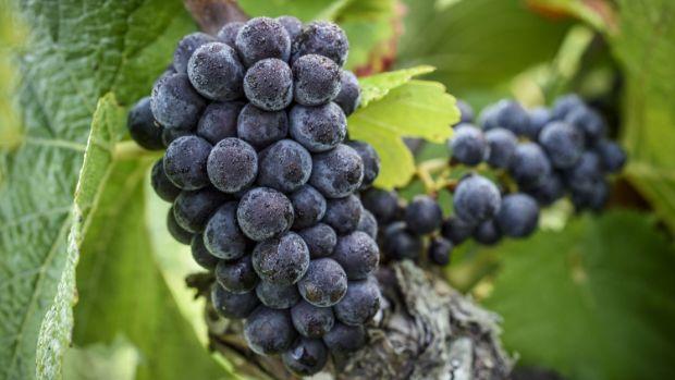 Champagne Billecart-Salmon - Image 3 Champagne Billecart-Salmon - Image 3